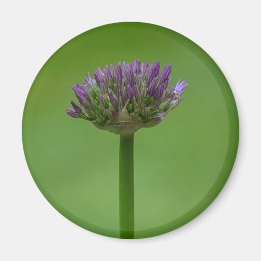 Wildblume Allium Magnet (Vorne)