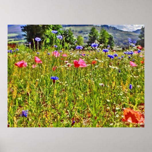 Wildblume Colorado Poster (Vorne)