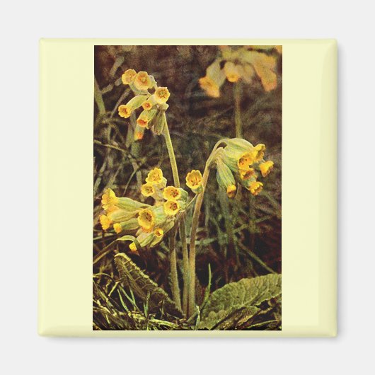 Wildblume: Cowslip Magnet (Vorne)