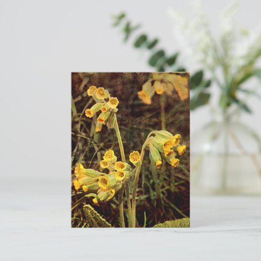 Wildblume: Cowslip Postkarte (Stehend Vorderseite)