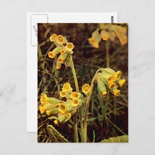 Wildblume: Cowslip Postkarte (Vorne/Hinten)