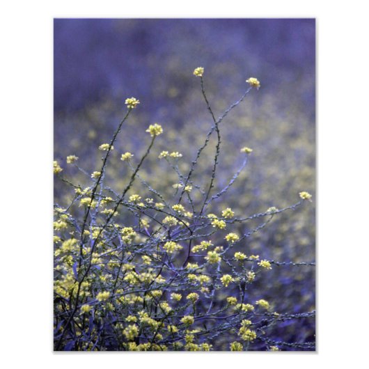 Wildblume Dance Fotodruck (Vorne)