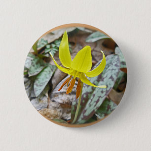 Wildblume der Forelle Lily - Erythronium americanu Button