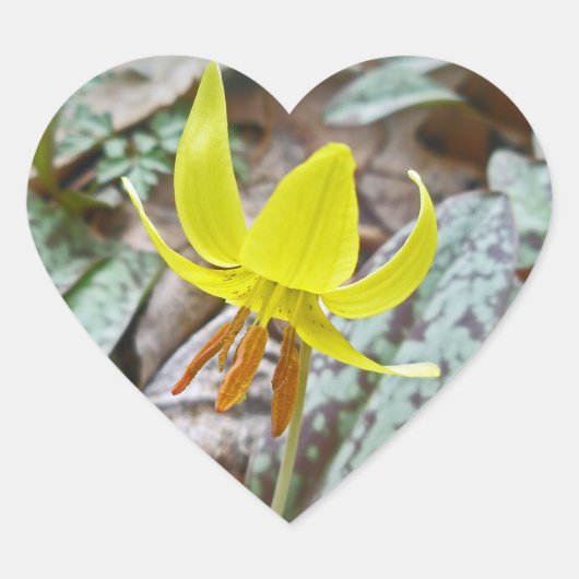 Wildblume der Forelle Lily - Erythronium americanu Herz-Aufkleber (Vorderseite)