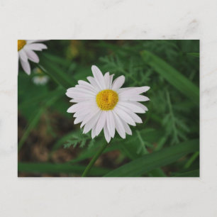 Wildblume der weißen Daisy-Karte Postkarte