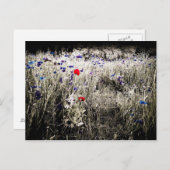 Wildblume Farbisolierung Postkarte (Vorne/Hinten)