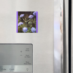 Wildblume: Feldwissenschaft Magnet