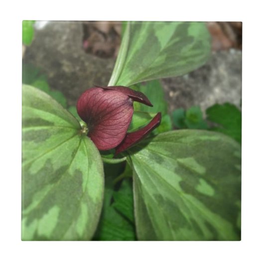 Wildblume Fliese (Vorderseite)