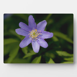 Wildblume Fotoplatte