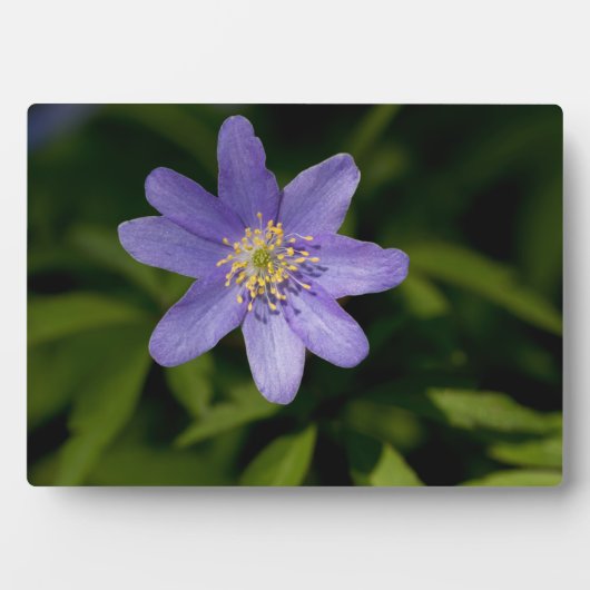 Wildblume Fotoplatte (Vorderseite)