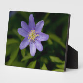 Wildblume Fotoplatte (Seite)