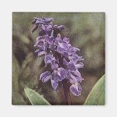 Wildblume: Frühe Lila Orchideen Magnet (Vorne)