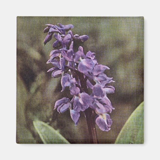 Wildblume: Frühe Lila Orchideen Magnet (Vorne)