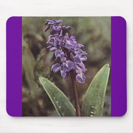 Wildblume: Frühe Lila Orchideen Mousepad (Vorne)