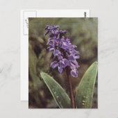 Wildblume: Frühe Lila Orchideen Postkarte (Vorne/Hinten)