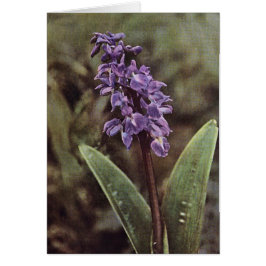 Wildblume: Frühe Lila Orchids-Karte