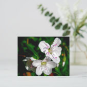 Wildblume für die Frühlingsbeauty Postkarte (Stehend Vorderseite)