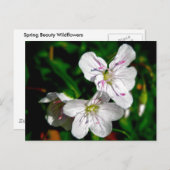 Wildblume für die Frühlingsbeauty Postkarte (Vorne/Hinten)