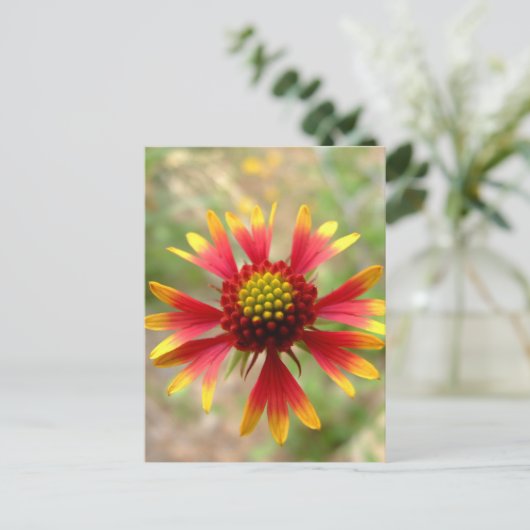 Wildblume Gaillardia Postkarte (Stehend Vorderseite)