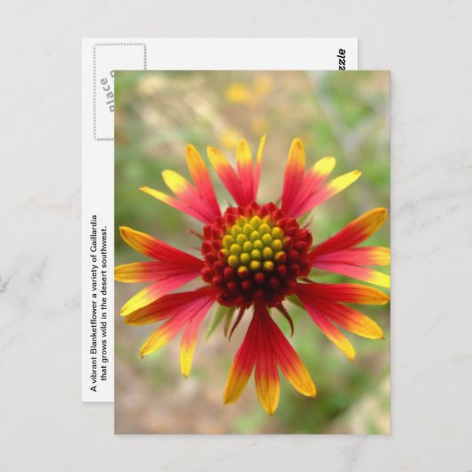 Wildblume Gaillardia Postkarte (Vorne/Hinten)