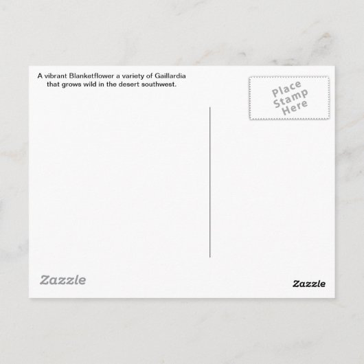 Wildblume Gaillardia Postkarte (Rückseite)