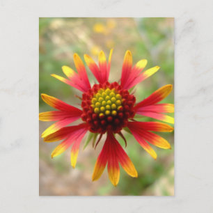Wildblume Gaillardia Postkarte