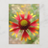 Wildblume Gaillardia Postkarte (Vorderseite)