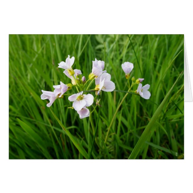 Wildblume-Genuss (Vorderseite (Horizontal))