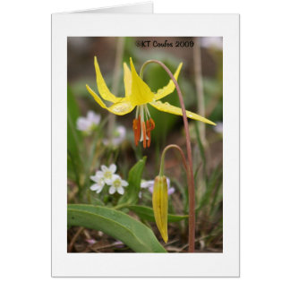 Wildblume Glacier Lily