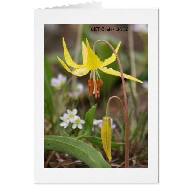 Wildblume Glacier Lily (Vorne)