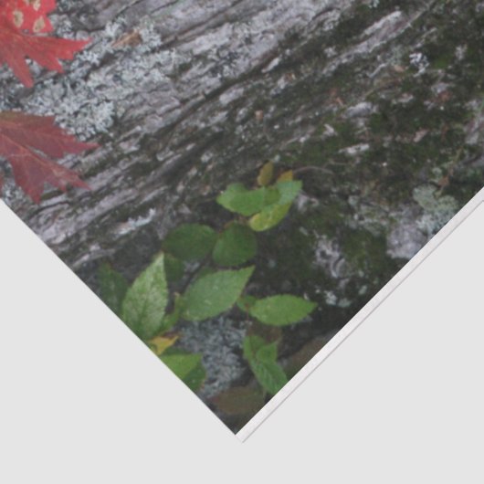 Wildblume Happy Birthday Seidenpapier (Ausschnitt)