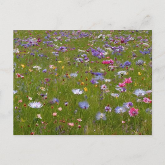 Wildblume im ländlichen Raum Feiertagspostkarte (Vorderseite)