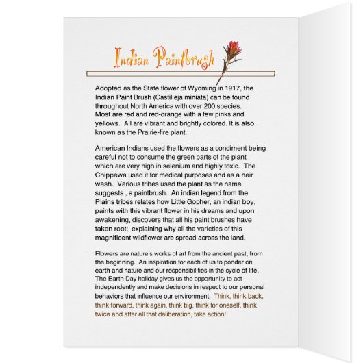 Wildblume Indianerpinsel (Innen (Links))