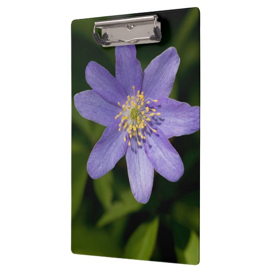 Wildblume Klemmbrett (Links)