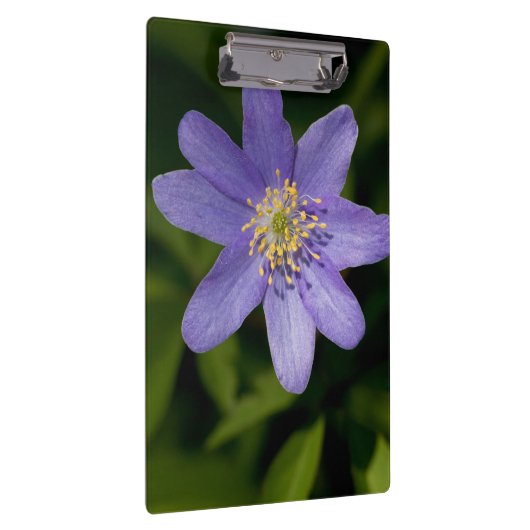 Wildblume Klemmbrett (Rechts)