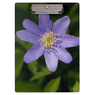 Wildblume Klemmbrett