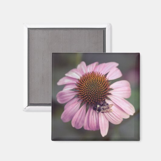 Wildblume - Lila Blüte / Echinacea Magnet (Vorderseite/Rückseite)