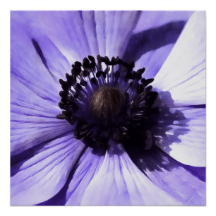 Wildblume Lilac Blue Anemone Poster