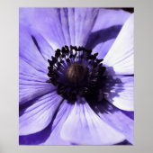 Wildblume Lilac Blue Anemone Poster (Vorne)