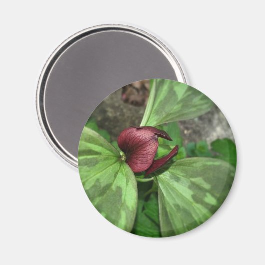 Wildblume Magnet (Vorderseite/Rückseite)