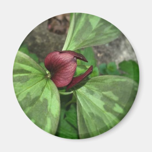 Wildblume Magnet (Vorne)