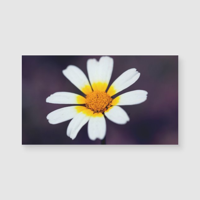 Wildblume Magnetkarte (Vorderseite)