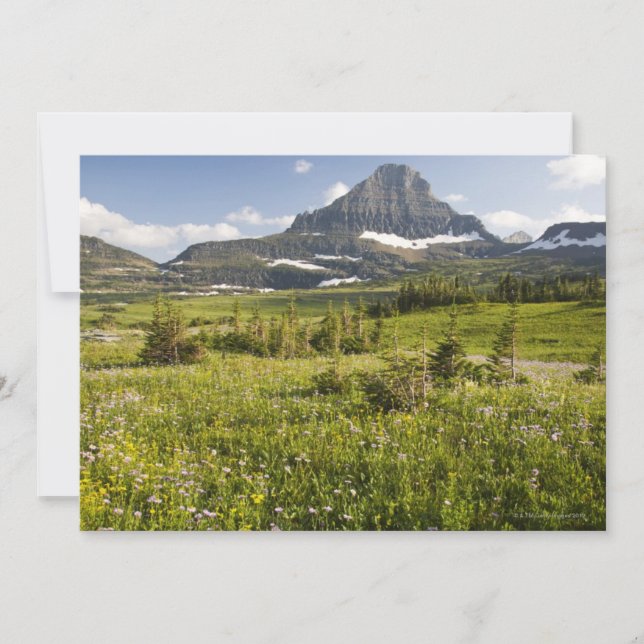 Wildblume Meadow (Vorderseite)