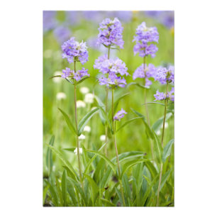 Wildblume Penstemon im Grünen Fotodruck