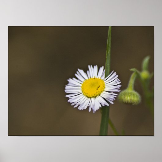 Wildblume Poster (Vorne)