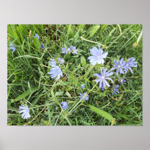 Wildblume Poster