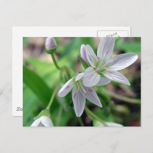 Wildblume Postkarte (Vorne/Hinten)