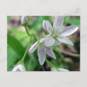 Wildblume Postkarte (Vorderseite)