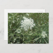 Wildblume Postkarte (Vorne/Hinten)