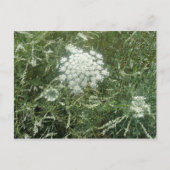 Wildblume Postkarte (Vorderseite)